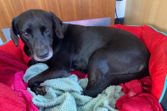 Andy the labrador lying in his basket after treatment for a facial injury.