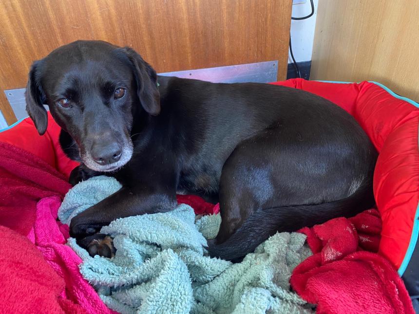 Andy the labrador lying in his basket after treatment for a facial injury.