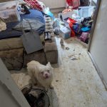 Two small dogs in a dirty bedroom during the RSPCA investigation into conditions at the Milford Haven property. Image: RSPCA.