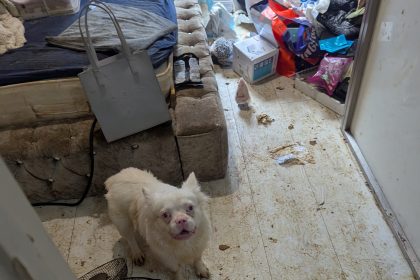 Two small dogs in a dirty bedroom during the RSPCA investigation into conditions at the Milford Haven property. Image: RSPCA.