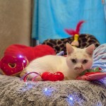 White cat named Lucky lying on a soft blanket surrounded by heart-shaped plush toys.