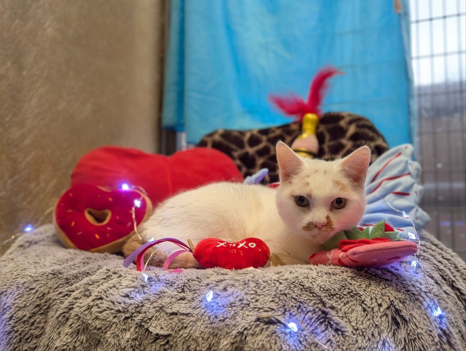 White cat named Lucky lying on a soft blanket surrounded by heart-shaped plush toys.
