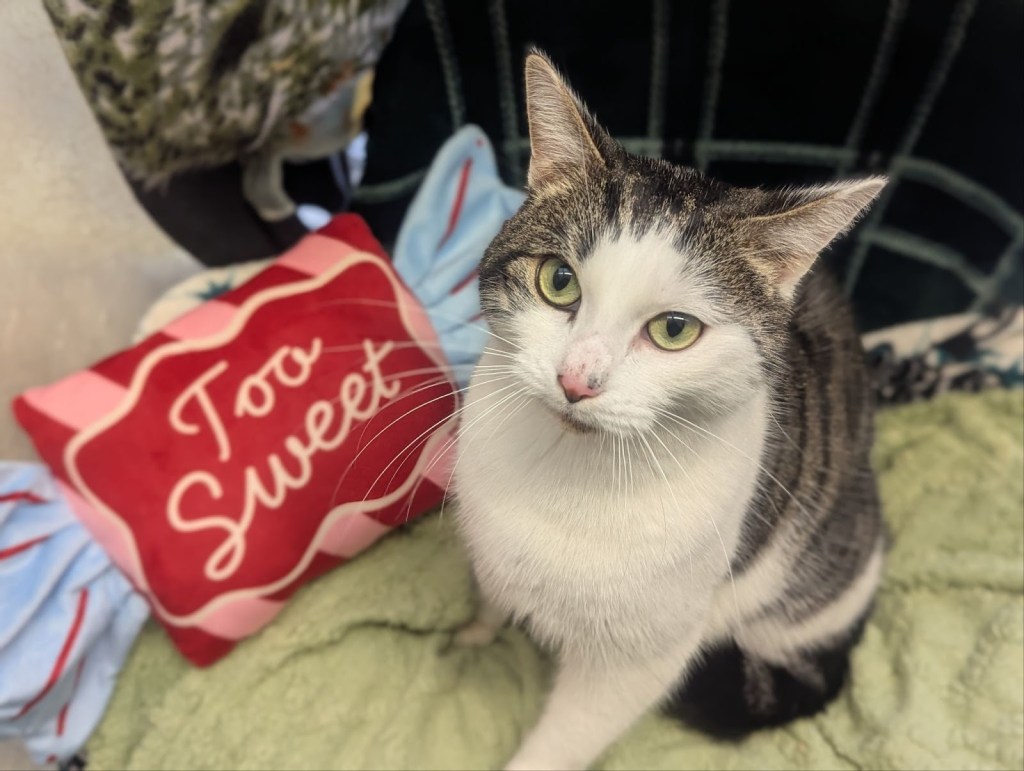 Tabby and white cat named Jim sitting on a green blanket with a “Too Sweet” pillow behind him.