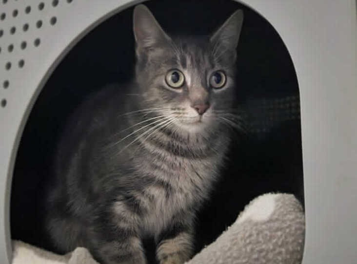 Tabby cat named Cariad sitting inside a soft, enclosed shelter with wide, curious eyes.