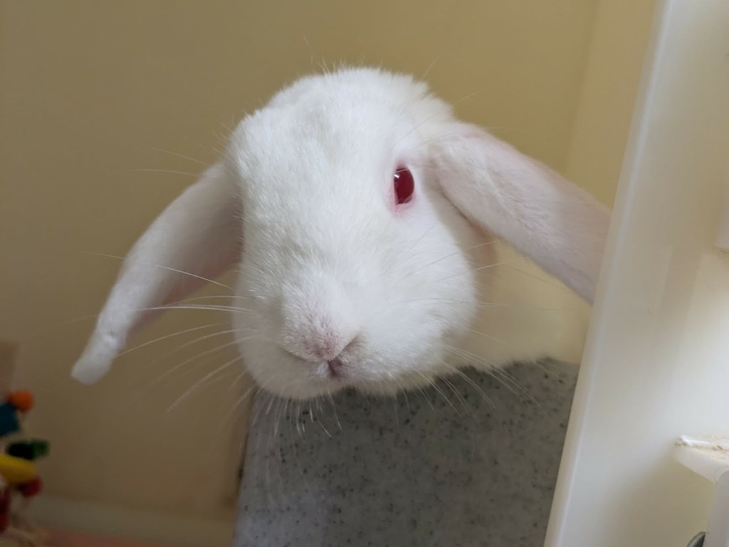 White rabbit named Stitch peeking over a ledge with red eyes and floppy ears.