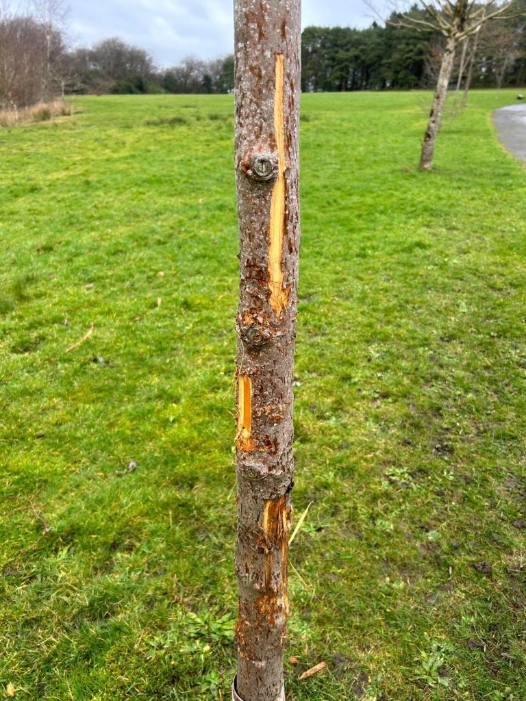Close-up of a young tree trunk at Parc Llewelyn showing deep vertical knife cuts through the bark