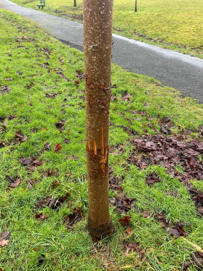 Tree at Parc Llewelyn with bark stripped away showing exposed inner wood from vandalism