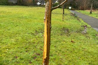Vandalised cherry tree at Parc Llewelyn showing deep vertical cuts with park paths and fields visible in background
