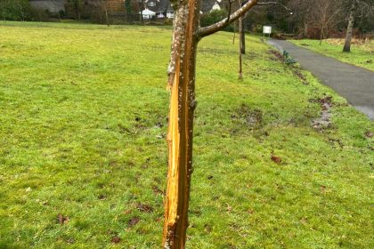 Vandalised cherry tree at Parc Llewelyn showing deep vertical cuts with park paths and fields visible in background
