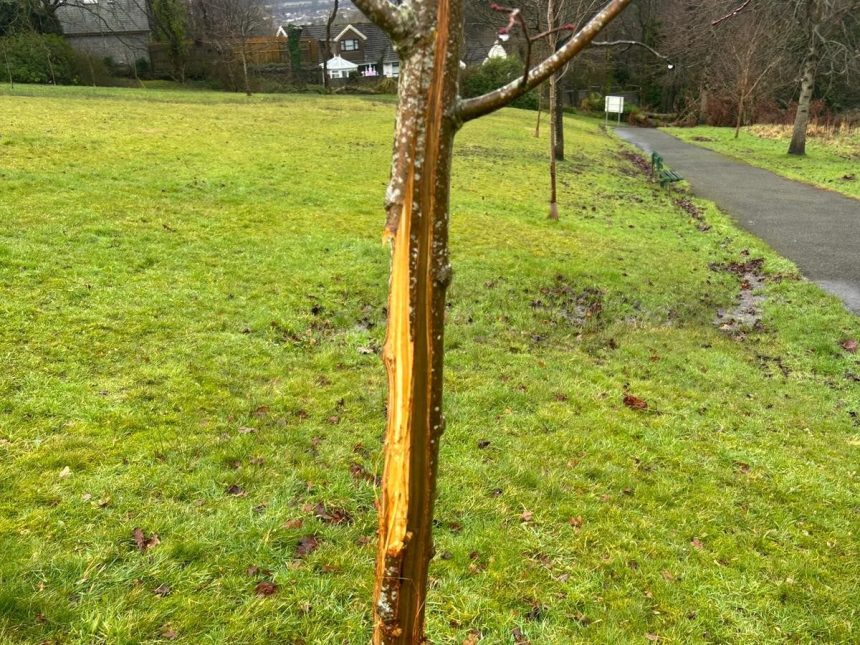 Vandalised cherry tree at Parc Llewelyn showing deep vertical cuts with park paths and fields visible in background