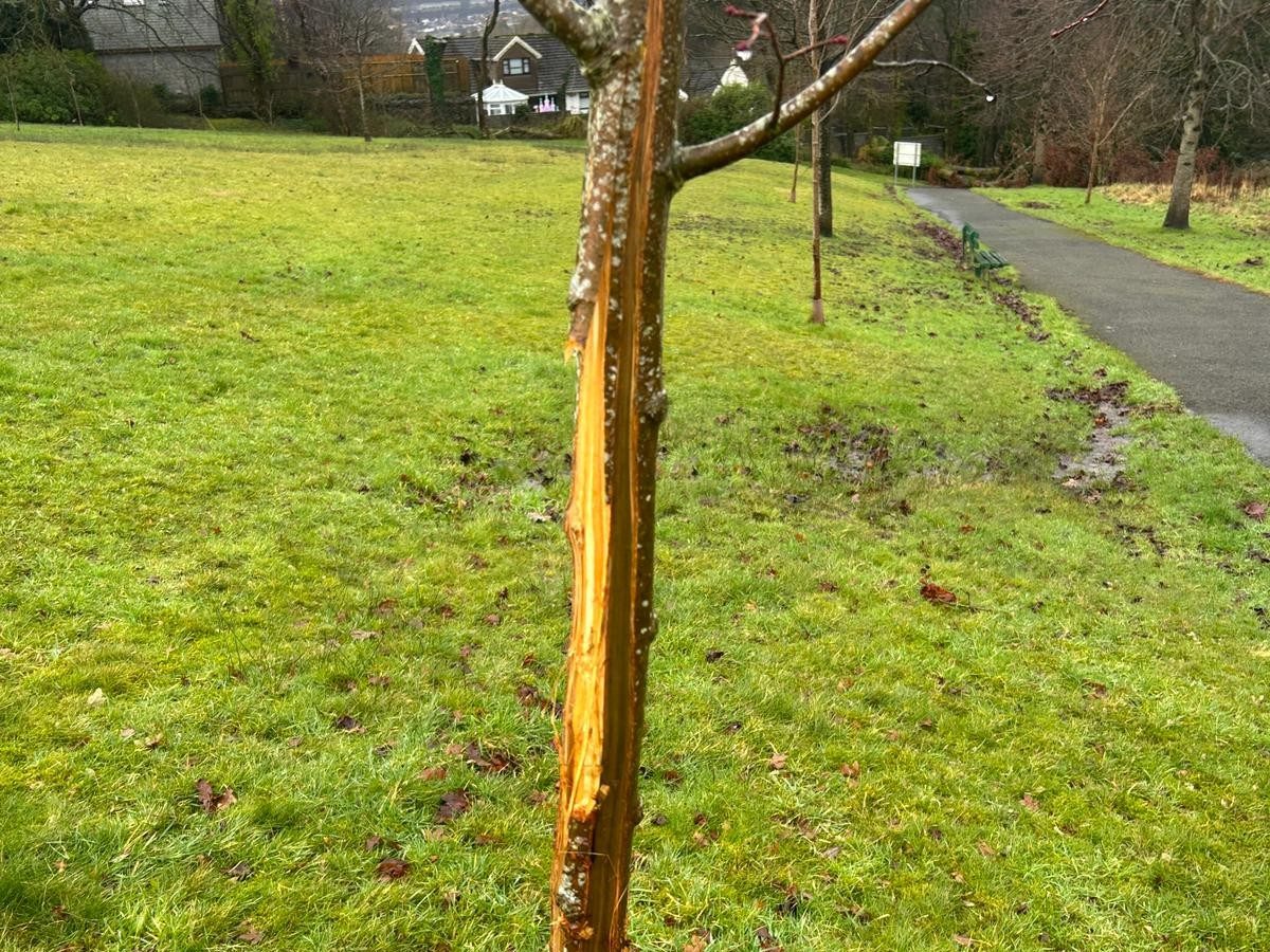Vandalised cherry tree at Parc Llewelyn showing deep vertical cuts with park paths and fields visible in background