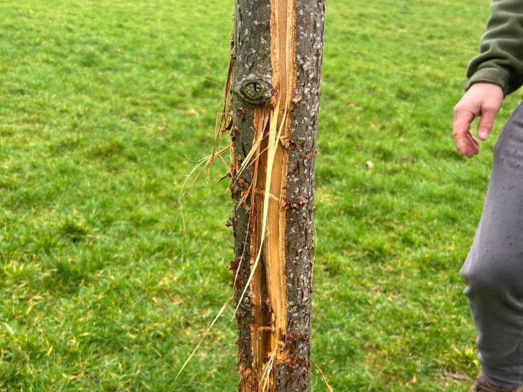 Council worker's hand pointing to knife damage on tree trunk at Parc Llewelyn
