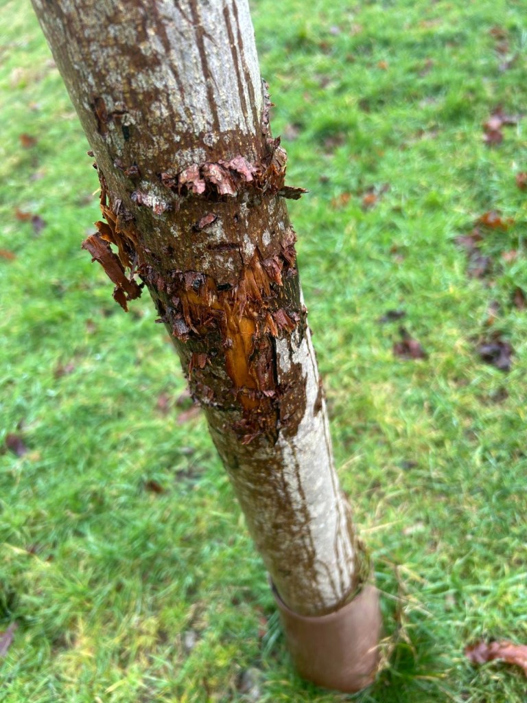 Young tree at Parc Llewelyn showing multiple knife cuts around the trunk circumference