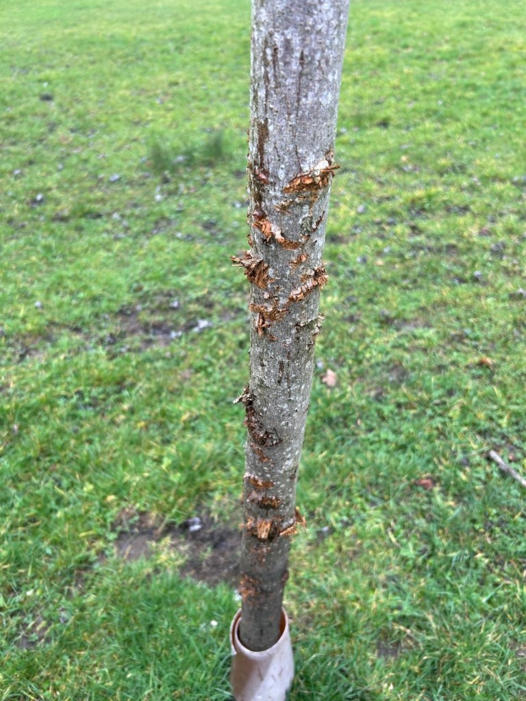 Close-up of tree trunk at Parc Llewelyn showing bark pulled away and exposed inner wood