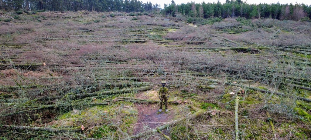 Aerial view of the Green Man of Kilvey sculpture standing in a cleared area of woodland on Kilvey Hill following tree harvesting.
