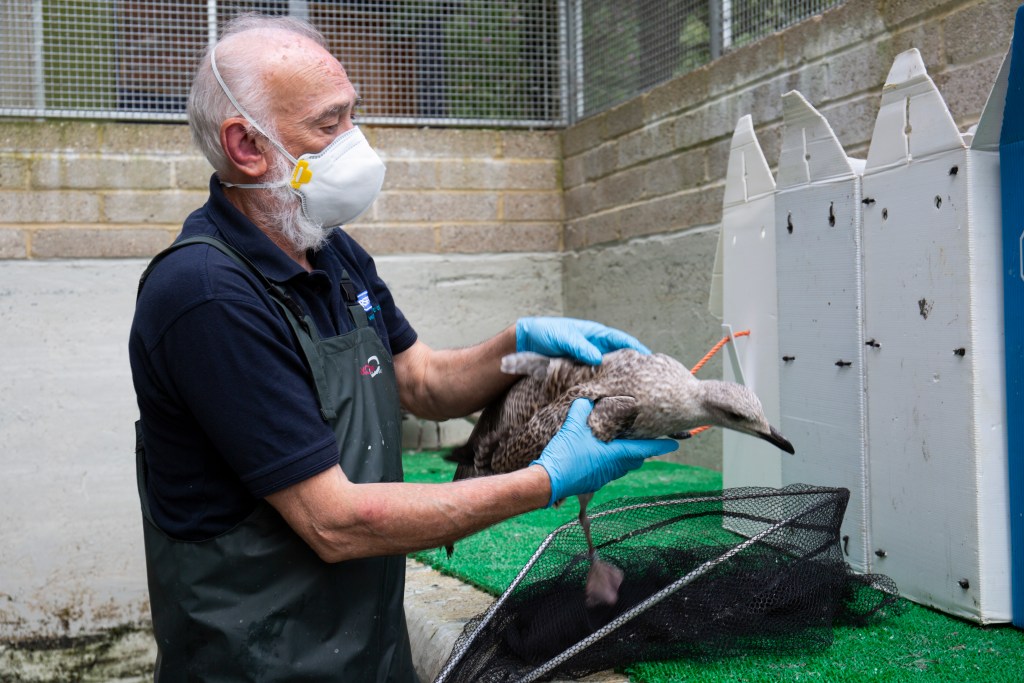 RSPCA Wildlife Rehabilitation Manager Richard Thompson using a net to catch gulls in an outdoor pool.