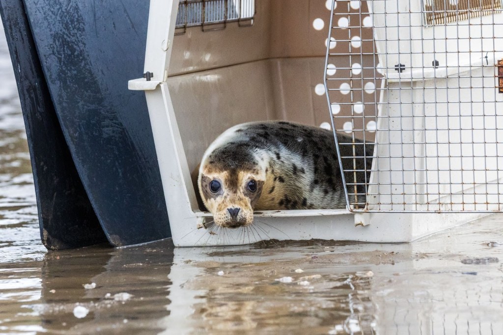 Elvis the seal pup looking out from an animal carrier at the water’s edge during her release.