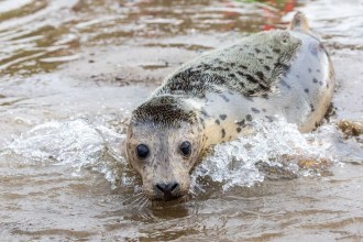 Elvis the seal pup emerging from the water onto a wet shoreline during her release.