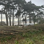 A pile of freshly cut branches and brushwood on the ground next to a road, with tall pine trees and the sea in the background under an overcast sky.