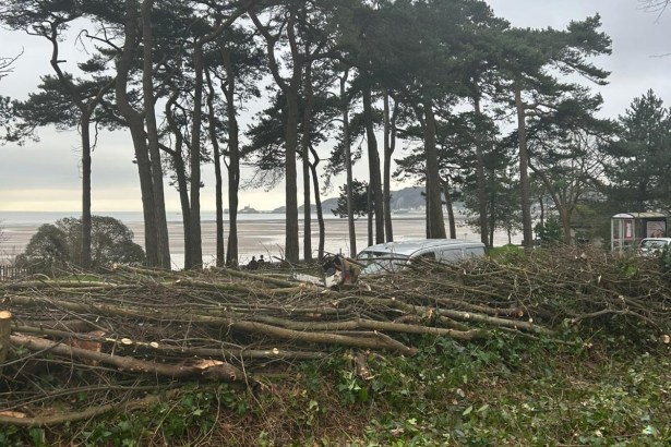 A pile of freshly cut branches and brushwood on the ground next to a road, with tall pine trees and the sea in the background under an overcast sky.