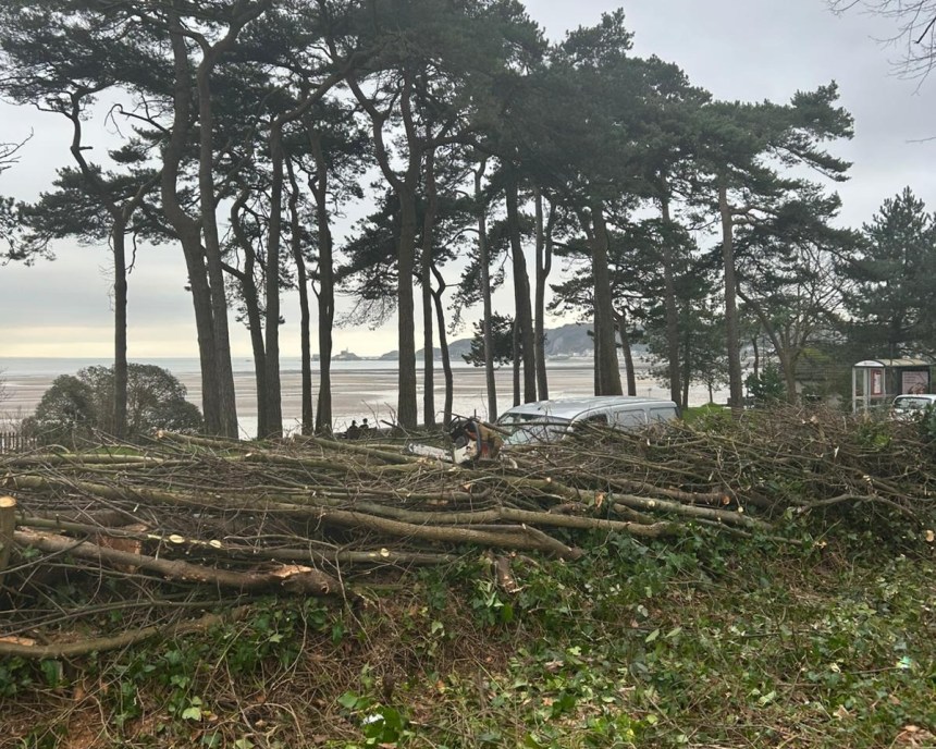 A pile of freshly cut branches and brushwood on the ground next to a road, with tall pine trees and the sea in the background under an overcast sky.