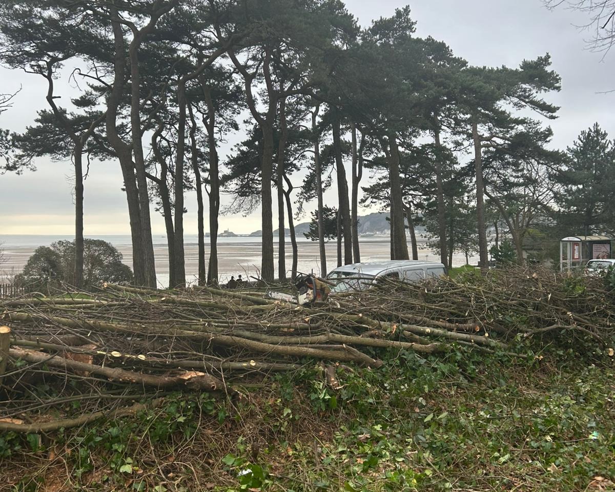 A pile of freshly cut branches and brushwood on the ground next to a road, with tall pine trees and the sea in the background under an overcast sky.