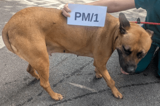 A side view of a tan and black crossbreed dog being held by a person in green scrubs. The dog is standing on asphalt and appears to be leaning away from its front right leg. A white card with "PM/1" is held against its back.