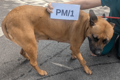 A side view of a tan and black crossbreed dog being held by a person in green scrubs. The dog is standing on asphalt and appears to be leaning away from its front right leg. A white card with "PM/1" is held against its back.