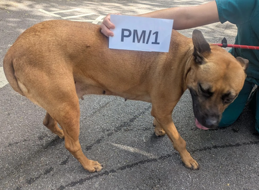 A side view of a tan and black crossbreed dog being held by a person in green scrubs. The dog is standing on asphalt and appears to be leaning away from its front right leg. A white card with "PM/1" is held against its back.