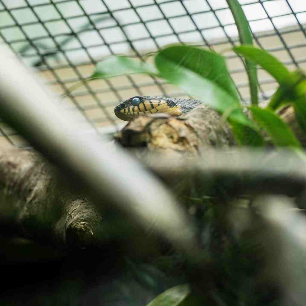 Close-up of a snake inside a glass enclosure at Plantasia’s venom-themed exhibit in Swansea