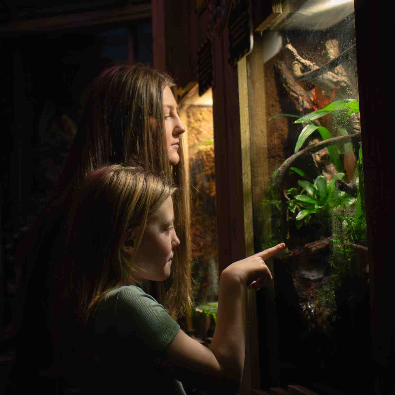 Two visitors looking closely into a zoo enclosure at Plantasia’s new venom and poison exhibit in Swansea