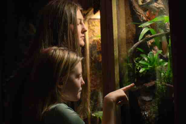 Two visitors looking closely into a zoo enclosure at Plantasia’s new venom and poison exhibit in Swansea