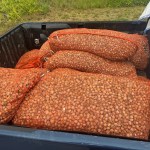 illegally gathered cockles in sacks that were in the back of a 4x4 vehicle. The cockles were seized by NRW Enforcement Officers and returned to the estuary