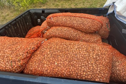 illegally gathered cockles in sacks that were in the back of a 4x4 vehicle. The cockles were seized by NRW Enforcement Officers and returned to the estuary
