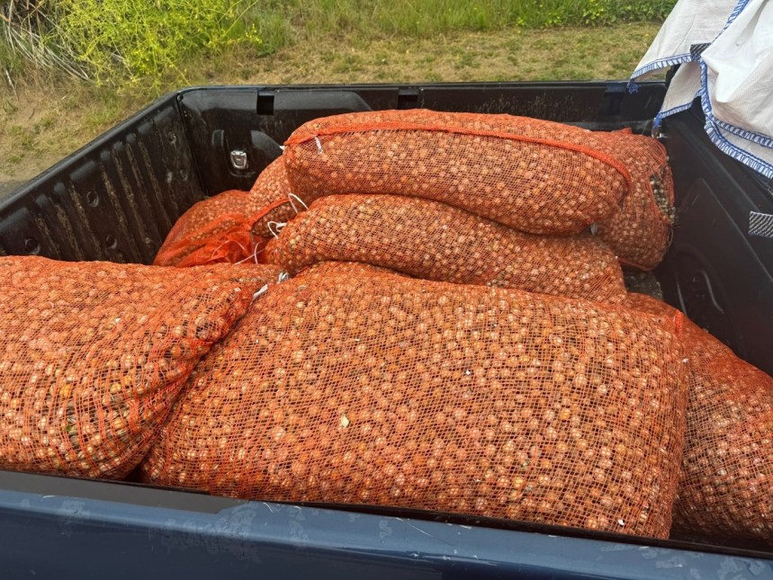 illegally gathered cockles in sacks that were in the back of a 4x4 vehicle. The cockles were seized by NRW Enforcement Officers and returned to the estuary