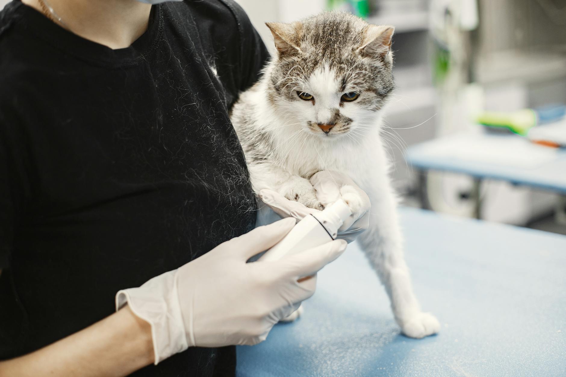 white cat held by a wet