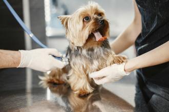 a dog having a medical check up