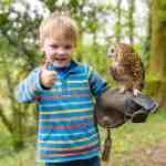 A child with an owl on his arm at the British Bird of Prey Centre in Idole near Carmarthen