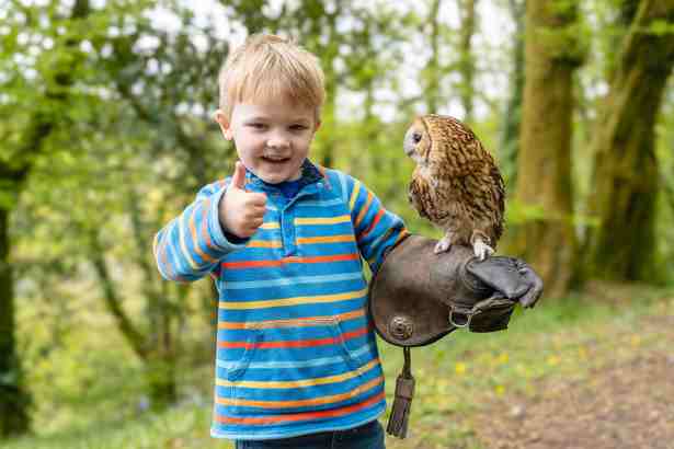 A child with an owl on his arm at the British Bird of Prey Centre in Idole near Carmarthen