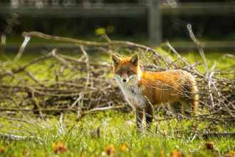fox on farm