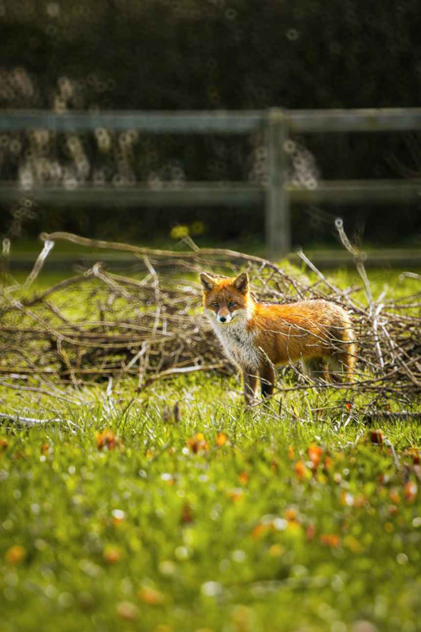 fox on farm
