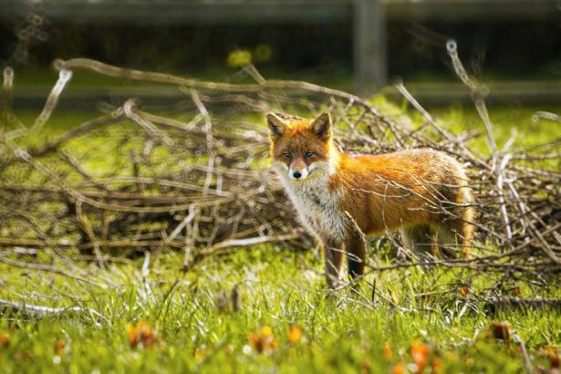 fox on farm