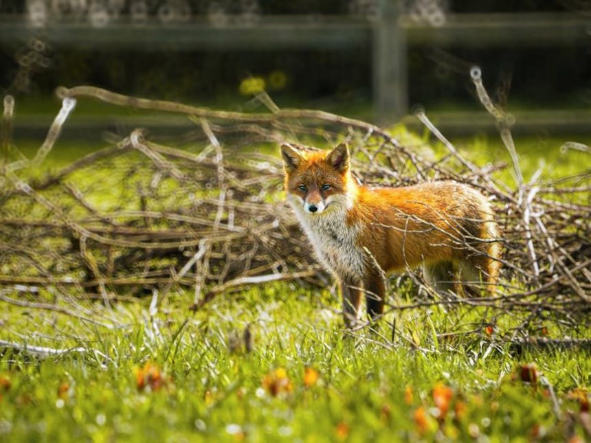 fox on farm