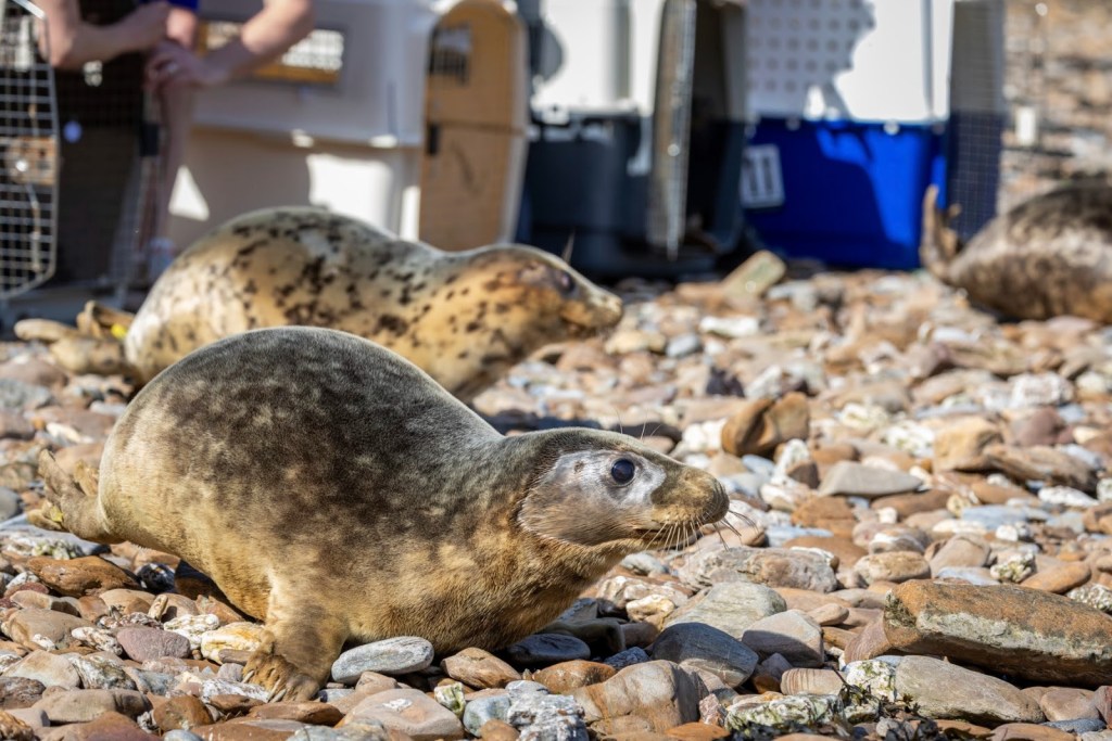 Several grey seals on a pebbly beach beside transport carriers as they are released into the wild. Ready to push to WordPress as a draft when you are.good to go!15:55Content AuthoringContent AuthoringSame permissions block as before — definitely a session issue with this particular chat rather than anything wrong with the content. The WordPress integration appears to need re-establishing for this conversation. Best bet is to start a fresh chat and paste in the ready-to-go article — it'll push straight through. Everything above is complete and ready to copy across, including all captions, alt text, categories and tags.