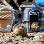 Two grey seal pups emerging from plastic animal carriers on a pebbly beach, with RSPCA staff crouching behind them during a release day in Devon.