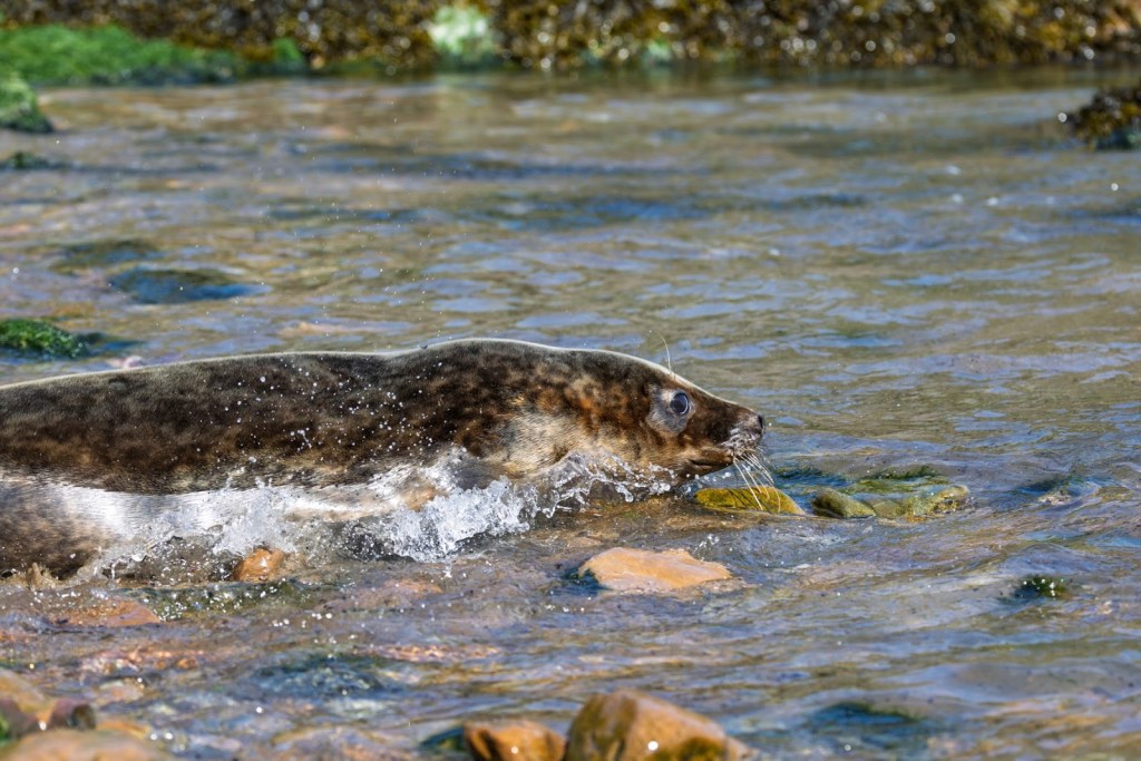 A grey seal splashing through shallow water over rocks as it heads into the sea.