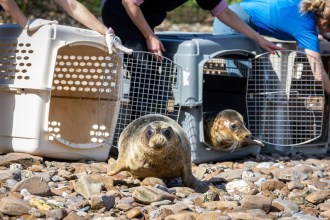 Two grey seal pups emerging from plastic animal carriers on a pebbly beach, with RSPCA staff crouching behind them during a release day in Devon.