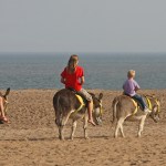 Donkeys won't be returning to Coney Beach (Image: nutmeg66 / CC BY-NC-ND 2.0)