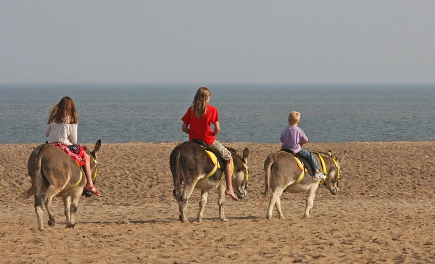 Donkeys won't be returning to Coney Beach (Image: nutmeg66 / CC BY-NC-ND 2.0)