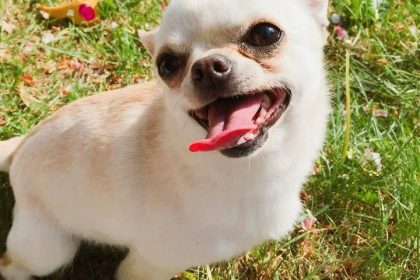 A small white chihuahua stands on grass in a sunny garden, mouth open and tongue out in a big happy smile, looking directly at the camera